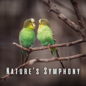 Nature's Symphony: Birds and Chill Sounds for Spa - Native American Nature