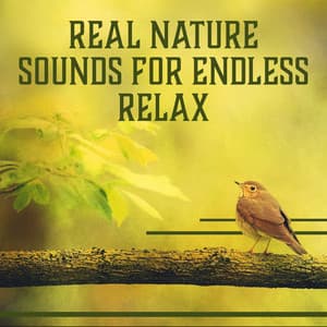 Real Nature Sounds for Endless Relax: Serenity & Harmony Time to Find Your Inner Peace, Deep Sleep Solutions - Lovely Nature Music Zone