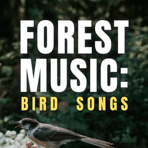 Forest Music: Bird Songs - Bird Songs