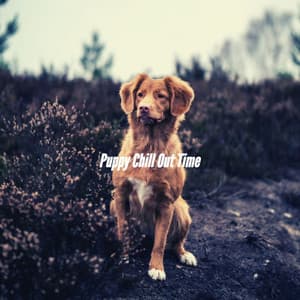 Puppy Chill Out Time - Puppy Sleeping Sounds