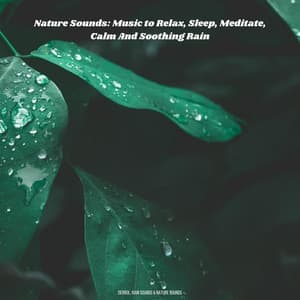 Nature Sounds: Music to Relax, Sleep, Meditate, Calm And Soothing Rain - Derrol