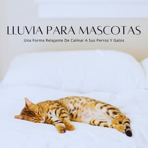 Lluvia Para Mascotas: Una Forma Relajante De Calmar A Sus Perros Y Gatos - LM Sour