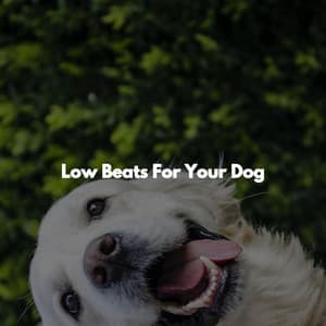 Low Beats For Your Dog - Mellow Jazz Beats
