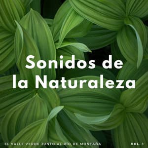 Sonidos De La Naturaleza: El Valle Verde Junto Al Río De Montaña Vol. 1 - Colección de sonidos de la naturaleza