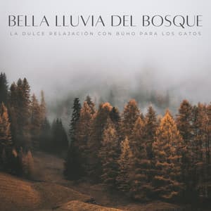 Bella Lluvia Del Bosque: La Dulce Relajación Con Búho Para Los Gatos - Sonidos naturales del bosque