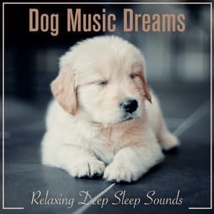 Dog Music Dreams: Relaxing Deep Sleep Sounds - Dog Music Dreams