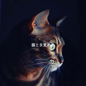 猫と目覚める - Java Jazz Cafe