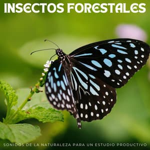 Insectos Forestales: Sonidos De La Naturaleza Para Un Estudio Productivo - Sonidos esenciales de la naturaleza