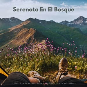 Serenata En El Bosque: Dormir Felizmente En La Naturaleza - Sonidos de la Naturaleza para Dormir