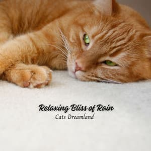 Relaxing Bliss of Rain: Cats Dreamland - Danny Rainsounds