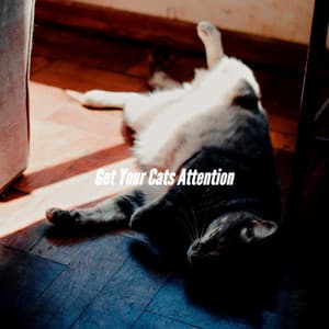 Get Your Cats Attention - Lazy Sunday Jazz