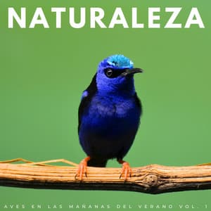 Naturaleza: Aves En Las Mañanas Del Verano Vol. 1 - Radio 1 Pajaros y Ranas