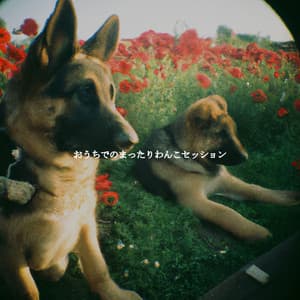 おうちでのまったりわんこセッション - Smooth Jazz New York