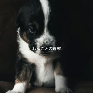 わんことの週末 - Cooking Jazz