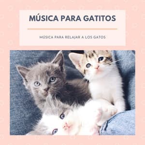 Música para Gatitos – Música para Relajar a los Gatos - Gatos Especialistas