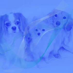 Backdrop for Rewarding Your Pups - Jazz Quintet - Dog Music