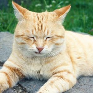 Ocean's Love: Ambient Bliss for Purring Cats - Ocean Sounds Collection