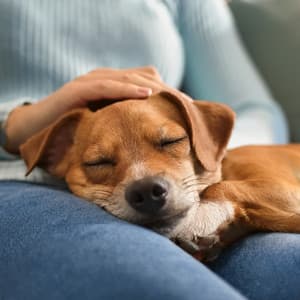 Hip Hop Music For Dogs And Playful Energy - O N L Y Lofi