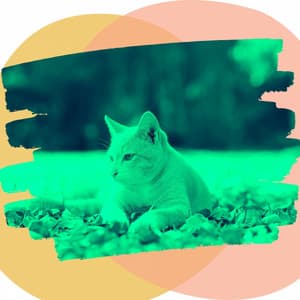 Background Music - Calming Cat Music