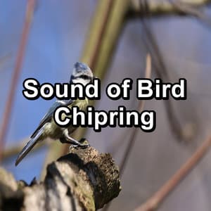 Sound of Bird Chipring - Nature Bird Sounds