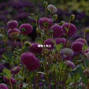 植物と気分 - Elevator Music