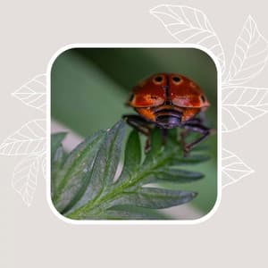 Jazz Guitar - Ambiance for Rejuvenating Seasons - Classy Lounge Playlist