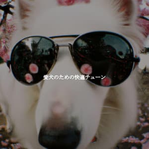 愛犬のための快適チューン - Java Jazz Cafe