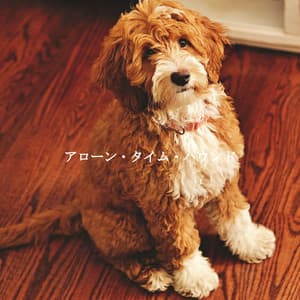 アローン・タイム・ハウンド - Boutique Hotel Music