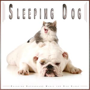 Sleeping Dog: Relaxing Background Music for Dog Sleep - Dog Music Experience