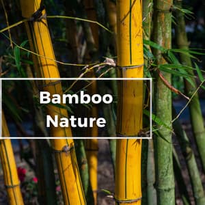 Bamboo Nature - Nature's Frequencies