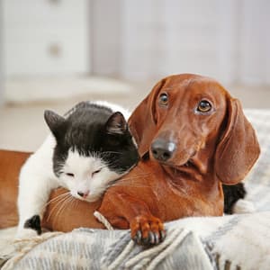 Nature's Nighttime Serenade: Crickets at Night for Pet Relaxation ASMR - Raining for Calm Pets