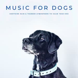 Music For Dogs: Soothing Rain & Thunder Atmosphere To Calm Your Dog - Dog Music Radio