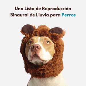 Una Lista De Reproducción Binaural De Lluvia Para Perros - Príncipe de la lluvia