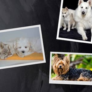 Dogs on Couch - Sleeptime for Dogs