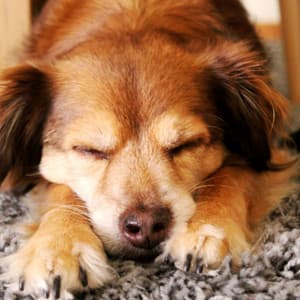 Remarkable Music for Chill Dogs - Trumpet and Alto Sax - Dog Chill Out Music