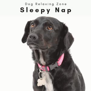 1 Sleepy Nap - Dog Relaxing Zone