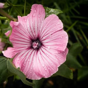 12AM Showers: Balance & Composure - Meditation Rain Sounds