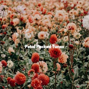 Petal Packed Tunes - Tranquilo Musica para Estudiar