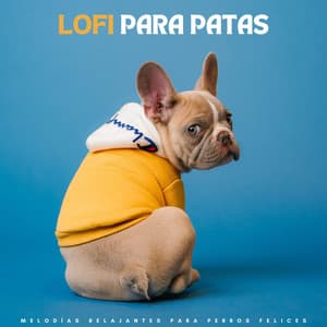 Lofi Para Patas: Melodías Relajantes Para Perros Felices - Lofi tokio