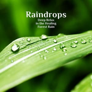 Raindrops: Deep Relax in the Healing Forest Rain, Soothing Sounds of Nature for Deep Sleep and Relaxation Meditation, Rain Ambience with Thunderstorm & Birds - Natural Sounds Music Academy