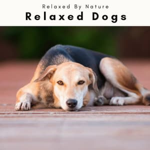 Relaxed Dogs - Dogs Music Therapy