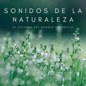Sonidos De La Naturaleza: El Calvero Del Bosque Tranquilo - Música Para Dormir Inspirada En El Espacio
