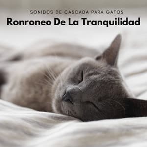 Ronroneo De La Tranquilidad: Sonidos De Cascada Para Gatos - Aguas Naturales