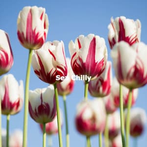 Sea Chilly - Playlist Musica para Leer