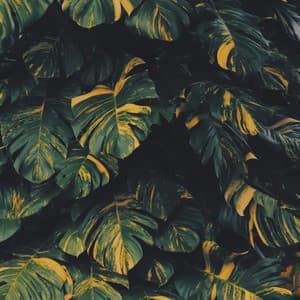 Yoga Jungle - Positive Music