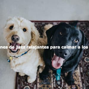 Canciones de Jazz relajantes para calmar a los perros - Good Morning Jazz