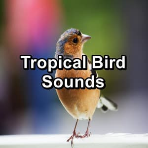 Tropical Bird Sounds - Bird Sounds 2016