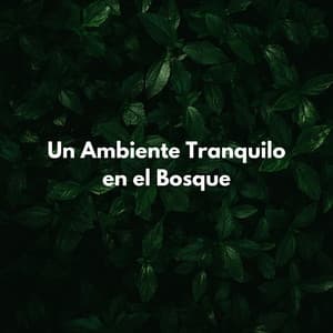 Un Ambiente Tranquilo En El Bosque - Tesoros del bosque