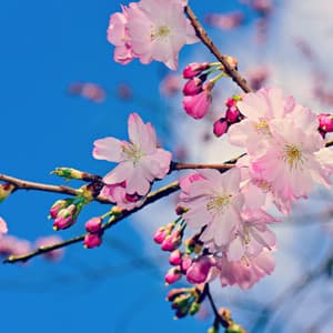 Sleeping Nature Sound – Soothing Sounds Compilation - Sleeping Nature Sound