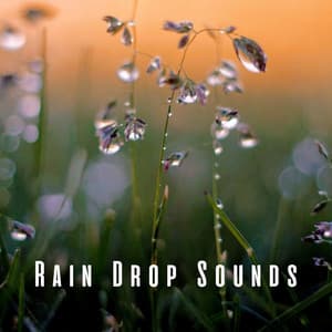 Rain Drop Sounds: Beach Meditation Harmonies for Pets - Precip